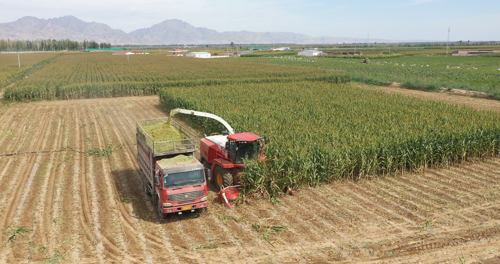 新宝GG谷神自走式青贮机