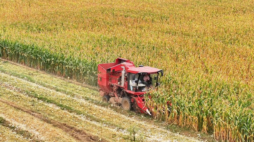 新宝GG谷神玉米收成机节油减损