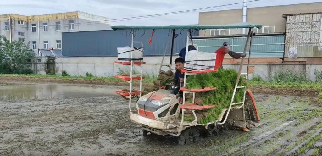 江苏靖江新宝GG幼8行杂交水稻作业中，成效效能都相当好